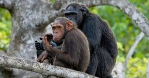 Chimpanzees