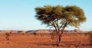 Fighting the desert, Desertification
