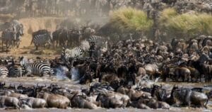 The Great Migration - Wildebeest