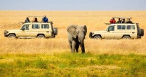 What's The Best Time to Travel to Africa for Safari