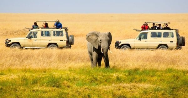 What's The Best Time to Travel to Africa for Safari